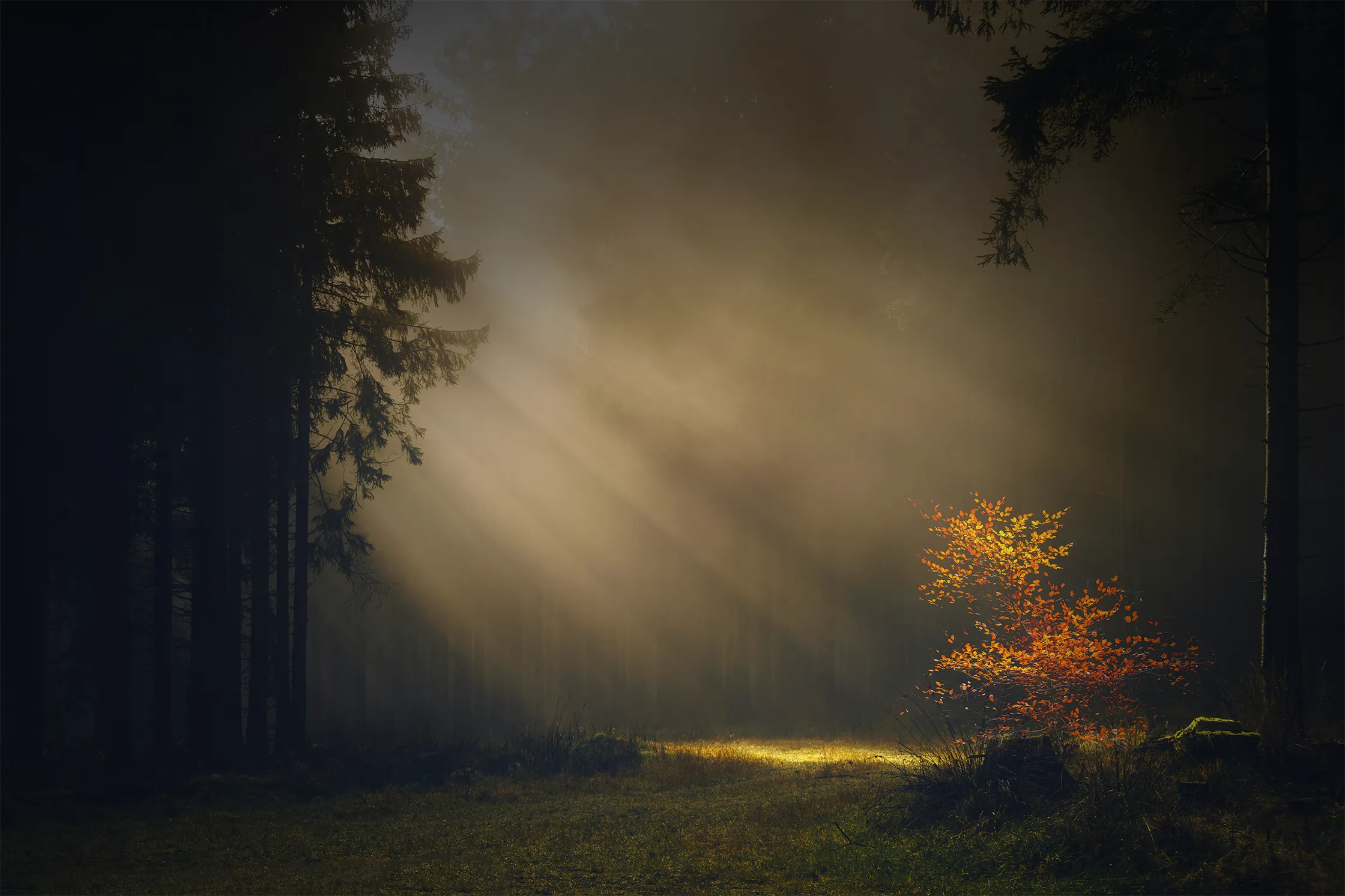 Sonnenstrahlen fallen auf eine Lichtung im Wald.