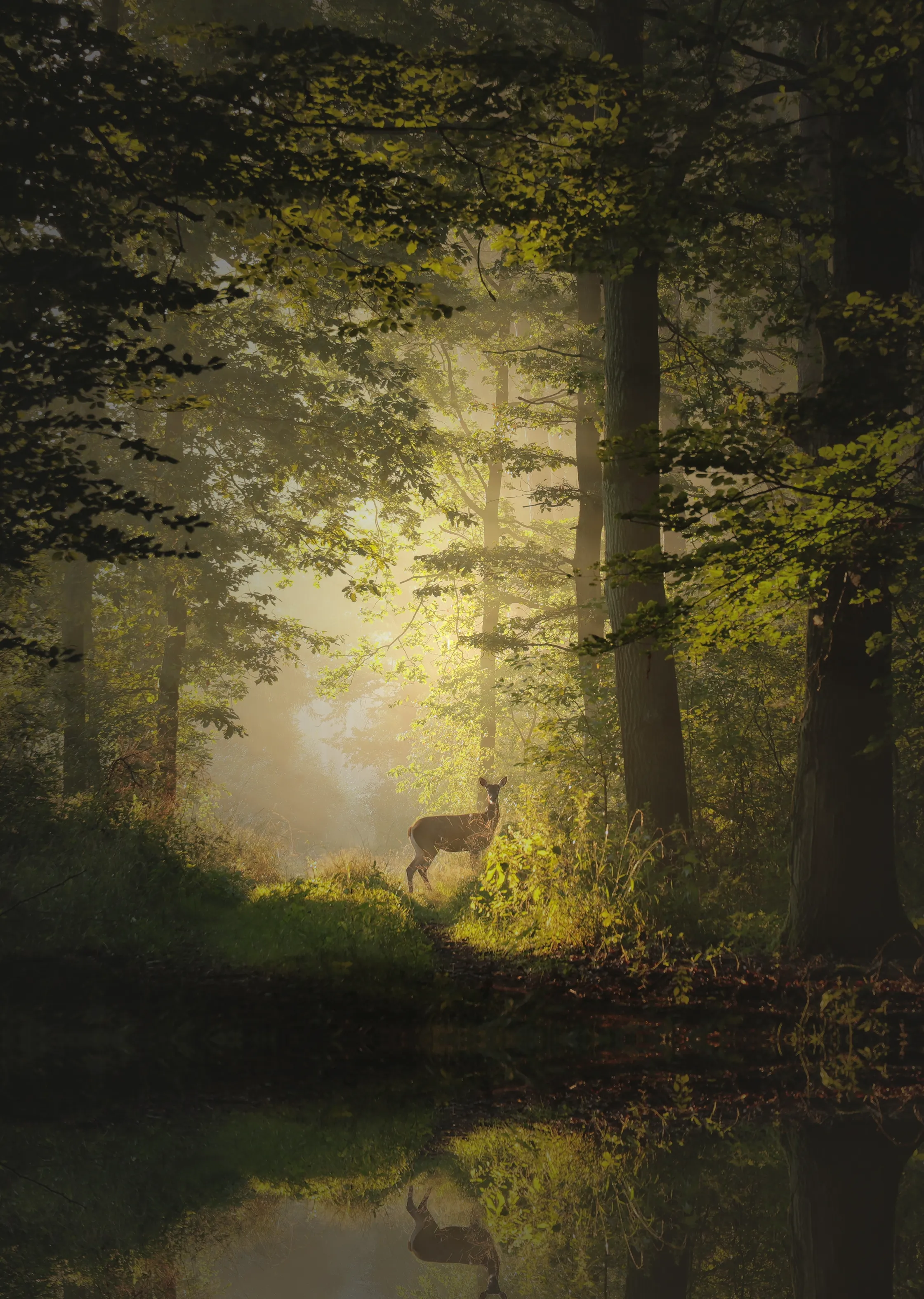 Ein Reh steht auf einer Lichtung im Wald.