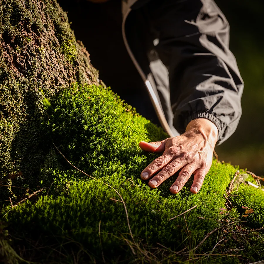 Die Hand eines Mannes ruht auf Moos an einem Baumstamm