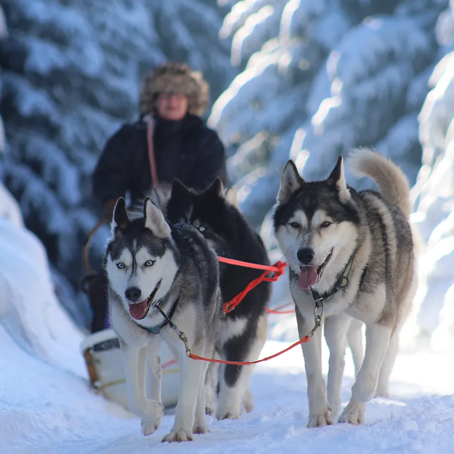 Ein Schlittenhunde-Gespann im verschneiten Wald